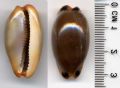 Luria&nbsp;lurida